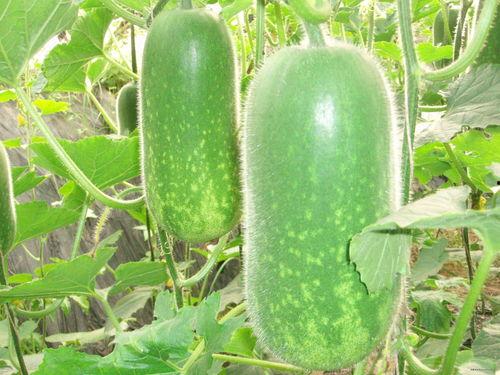 网红吃瓜爆料大全怀孕,揭秘娱乐圈怀孕大事件